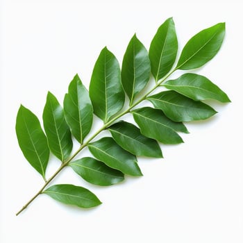 Curry leaves on transparent background photo