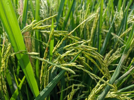 Close Up Of Lush Green Rice Plants In Sunlit Field photo