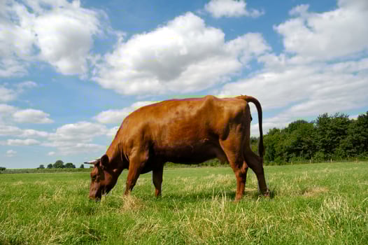 Cow eating grass photo