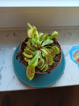 Vibrant Venus flytrap in a pot on a windowsill with natural light illuminating the green leaves photo