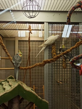 Cute white parrot pet side.Sits in a large enclosure. Local pet store photo