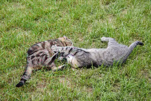 Cats are fighting on the lawn. photo