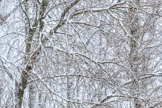 Fairytale fluffy snow-covered trees branches, nature scenery with white snow and cold weather. Snowfall in winter park photo
