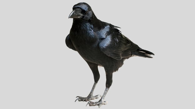 Black raven isolated on white background, crow cutout in empty backdrop photo
