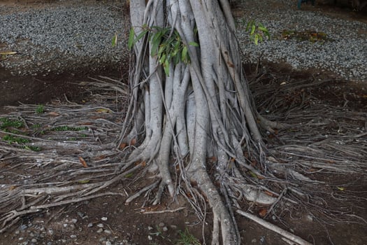 Gray bark trunk of banyan tree and root expanding on ground. photo