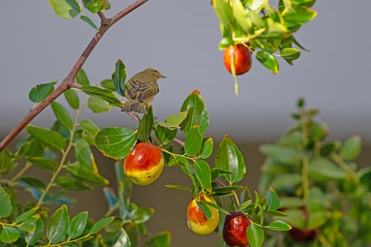 Ripe fruits on a jujube tree and a small bird on a branch. Willow Warbler, Phylloscopus trochilus photo