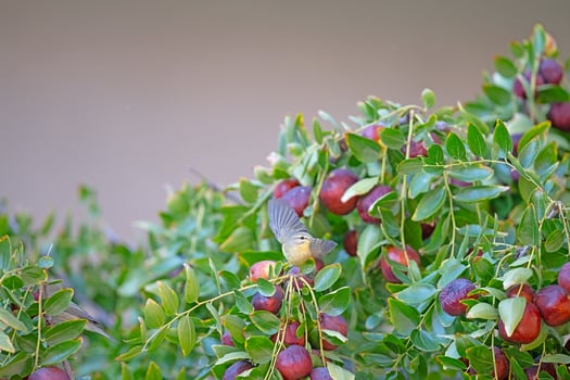 Ripe fruits on a jujube tree and a small bird on a branch. Willow Warbler, Phylloscopus trochilus photo