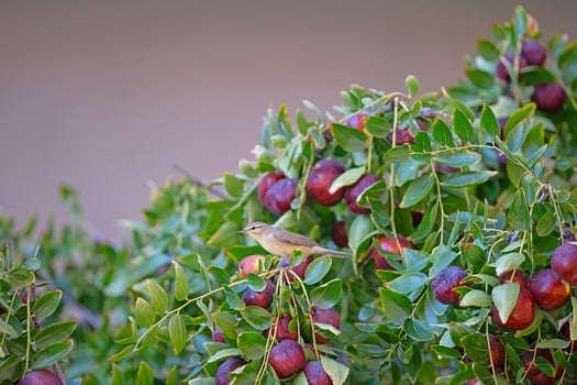 Ripe fruits on a jujube tree and a small bird on a branch. Willow Warbler, Phylloscopus trochilus photo