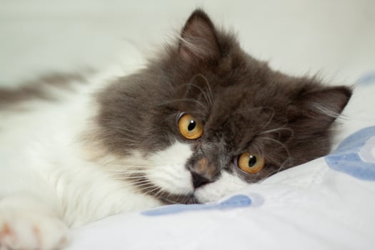 Persian cat sitting on white background,isolated photo