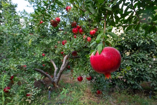 Pomegranate fruits on a tree branch in a pomegranate garden. Ripe, red, delicious pomegranate fruits. photo