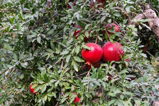 Pomegranate fruits on a tree branch in a pomegranate garden. Ripe, red, delicious pomegranate fruits. photo
