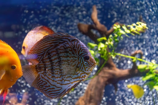 Blue tropical fish Symphysodon discus in the aquarium, oceanarium pool photo