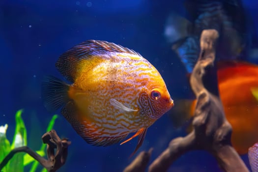 Yellow tropical fish Symphysodon discus in the aquarium, oceanarium pool photo
