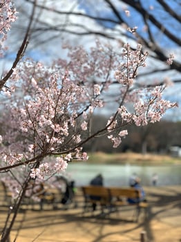Pink sakura cherry blossom flowers, park bench in Japan public park photo