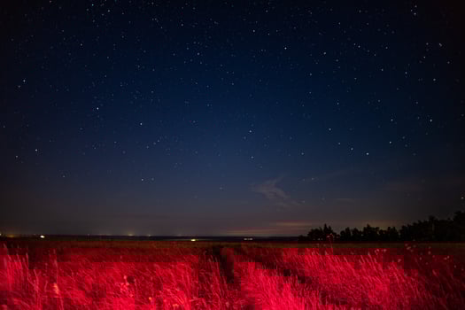 A beautiful field of vibrant red flowers beneath a starry night sky photo