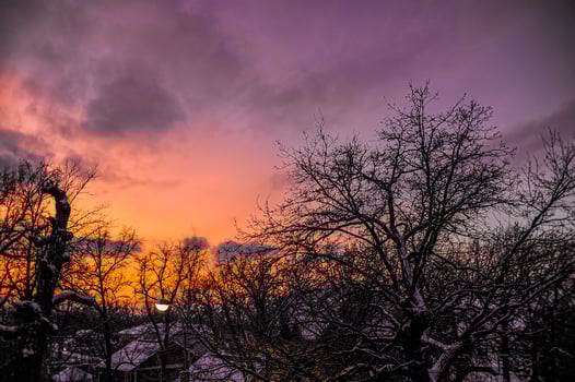 Sunset with trees in front and a purple sky behind photo