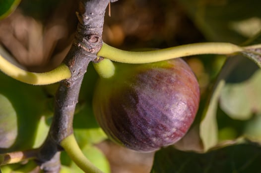 Lush fig tree bearing ripe figs in sunlight on a warm afternoon photo