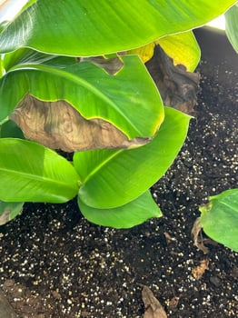 Colors of banana plant photo
