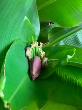 Banana blossom and young bananas in the plant photo