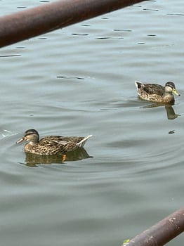 Mallards swimming in the lake photo