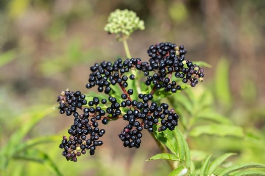 A bunch of elderberries on the branch. Clusters fruit black elderberry in garden. Sambucus photo