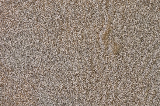 Yeast grains on a mixture of milk and water used in dough making. photo
