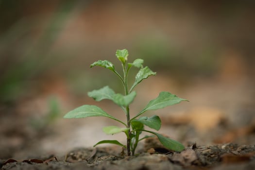 Young plant sprouting on cracked dry soil, symbolizing resilience. photo