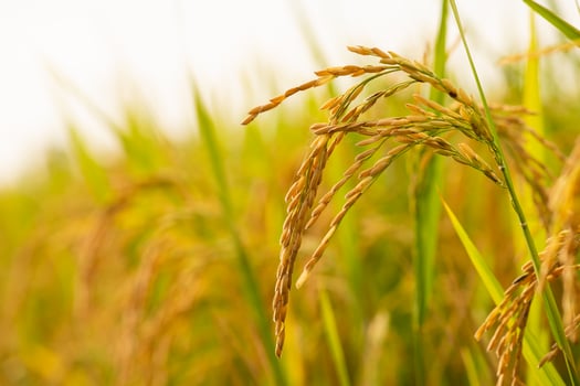 Close-up of green rice plants in a field at sunset, capturing the beauty of rural agriculture and nature photo