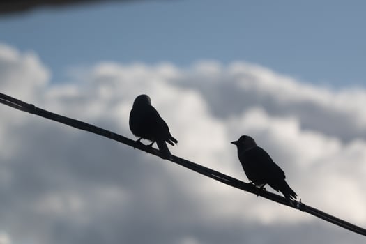 Silhouetted birds perch on a wire under a cloudy sky during twilight photo