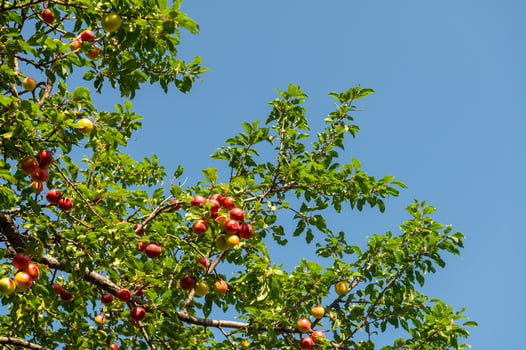 Red and yellow coloured delicious plum fruits on the plum tree branch. photo