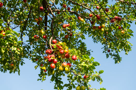 Red and yellow coloured delicious plum fruits on the plum tree branch. photo