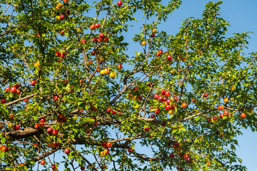 Red and yellow coloured delicious plum fruits on the plum tree branch. photo