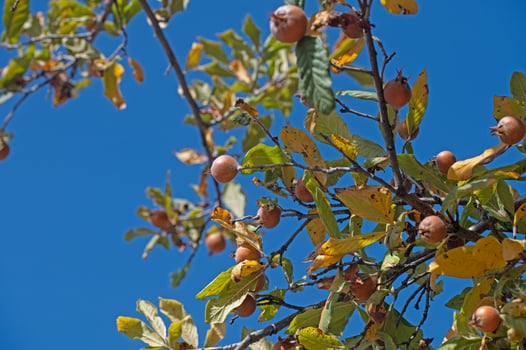 Fresh ripe organic medlar fruit on tree branches. Healthy food Mespilus germanica. photo