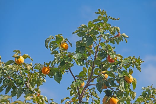 Ripe fresh fruit hanging on branches in the persimmon tree plant garden. Beautiful crunchy juicy sweet hard crisp varieties of persimmon trees with juicy fruit and ripe fruit. photo
