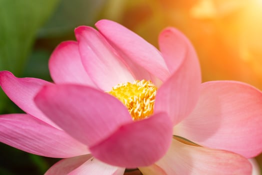 A pink lotus flower sways in the wind. Against the background of their green leaves. Lotus field on the lake in natural environment. photo