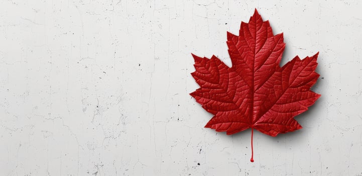 red maple leaf on white background photo