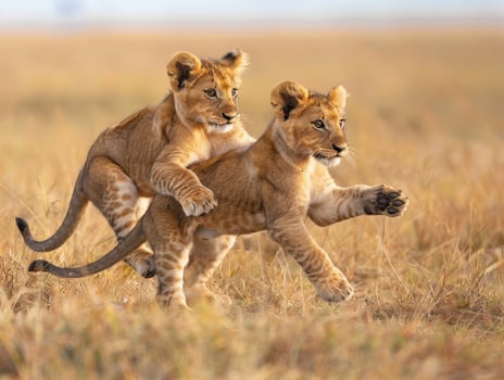 Two playful lion cubs in the african savanna photo