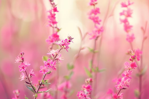 Vibrant pink flowers in bloom photo