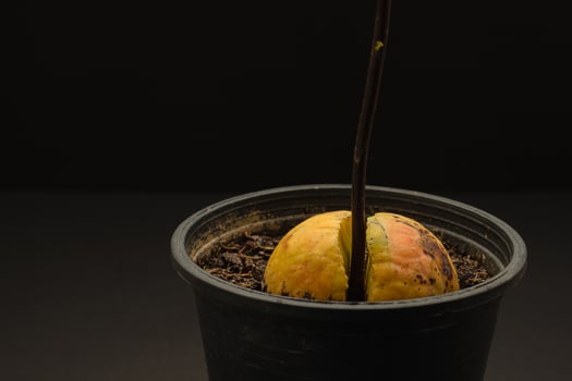 Macro shot of sprouted avocado seed planted in a pot on a black background photo