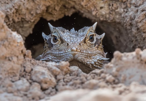 Close up of a horned lizard peeking out from a rocky crevice photo
