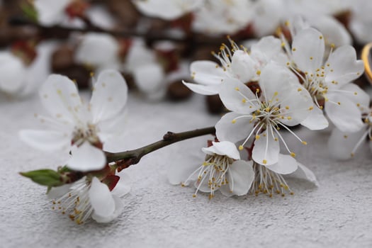 Apricot tree spring beautiful blossom. Flower close up photo