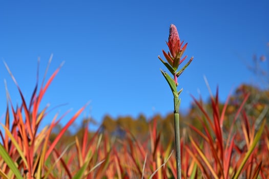 Vibrant red tropical flower against blue sky photo