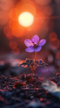 Vibrant purple flower blooming in the sunset photo