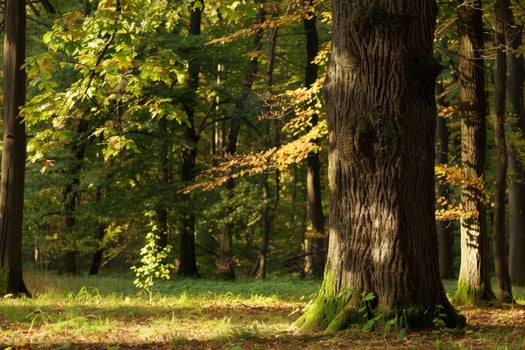 Peaceful forest scene with lush green foliage and vibrant autumn leaves photo