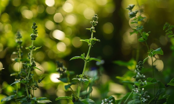 Lush green foliage in natural light photo