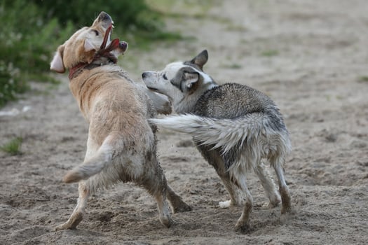 Dogs playing in the sand. Husky with labrador retriever playing on the beach photo