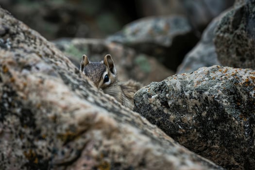 Curious squirrel peeking out from behind rocks photo