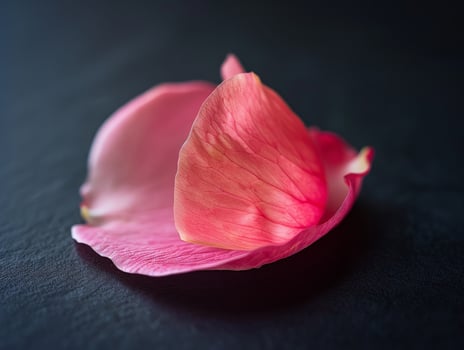 Close up of a vibrant pink flower petal photo