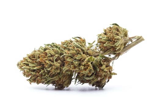 Cannabis flower isolated on white background photo