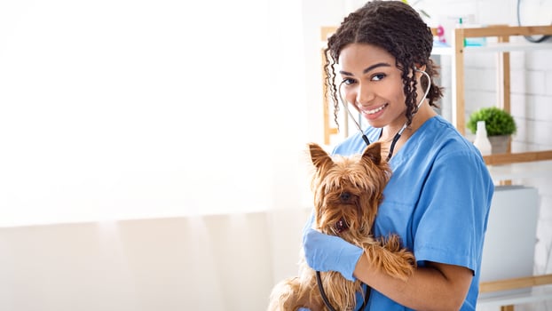 Smiling black woman vet doc conducting medical examination of little Yorkshire terrier in light clinic, empty space photo